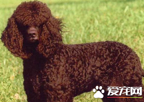 愛爾蘭水獵犬中國多嗎 以及選購常識
