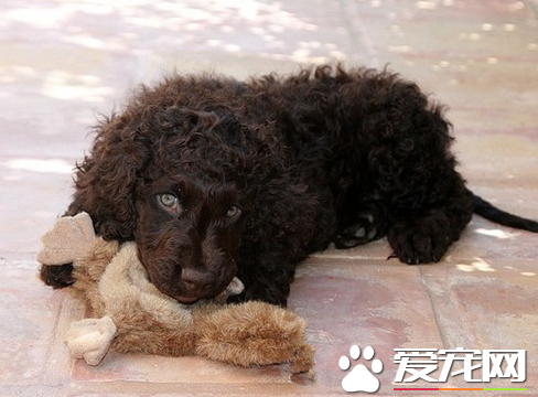 愛爾蘭水獵犬智商 行進動作平穩自由