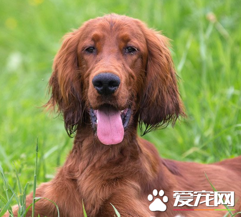 愛爾蘭水獵犬智商 行進動作平穩自由