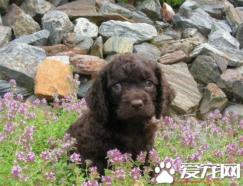 愛爾蘭水獵犬掉毛程度 飼主做好護理工作