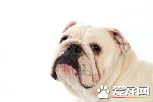 英國斗牛犬的缺點 斗牛犬長相非常獨特