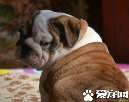 英國斗牛犬的缺點 斗牛犬長相非常獨特