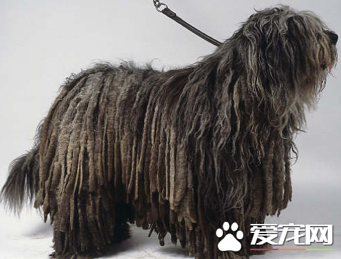 愛爾蘭水獵犬掉毛程度 飼主做好護理工作