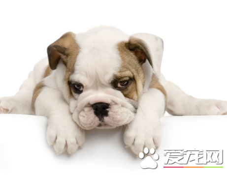 英國斗牛犬的缺點 斗牛犬長相非常獨特