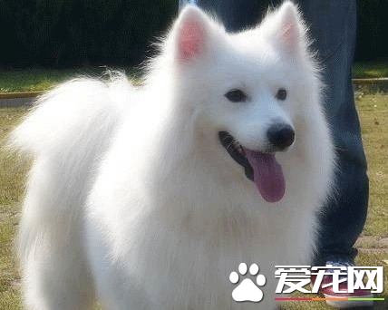 銀狐犬要怎麼打理 以及打理注意事項