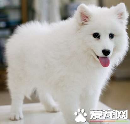 銀狐犬要怎麼打理 以及打理注意事項