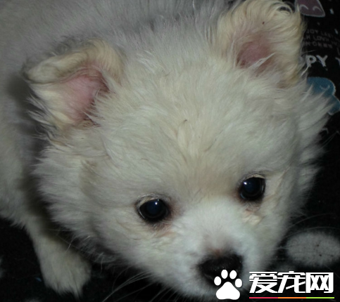 銀狐犬什麼時候能洗澡 銀狐犬洗澡步驟