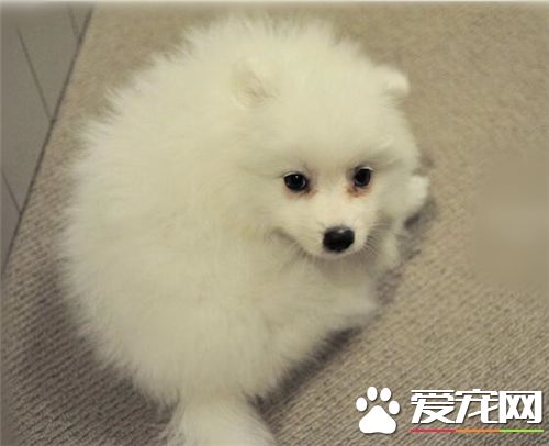 銀狐犬和薩摩耶哪個貴 銀狐價錢相對較高