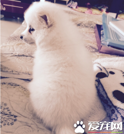 銀狐犬什麼時候能洗澡 銀狐犬洗澡步驟