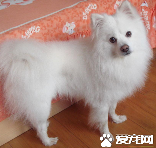 銀狐犬和薩摩耶哪個貴 銀狐價錢相對較高