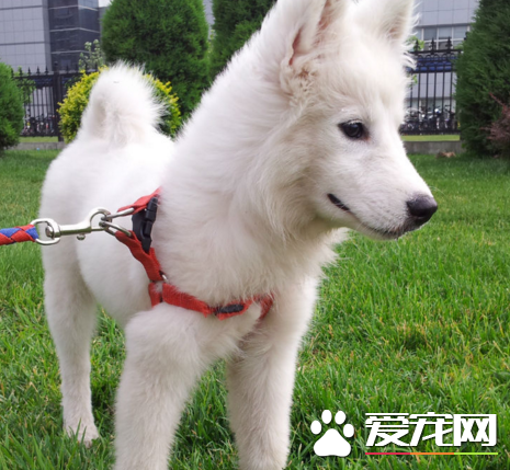 銀狐犬智商排第幾 是相對比較新的品種