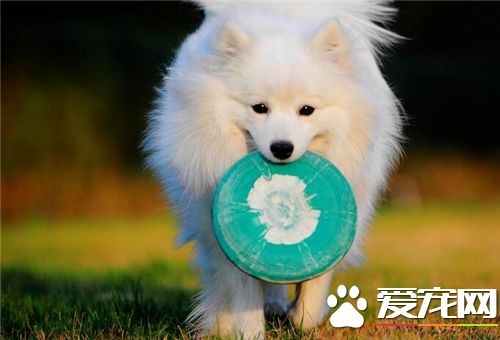銀狐犬智商排第幾 是相對比較新的品種