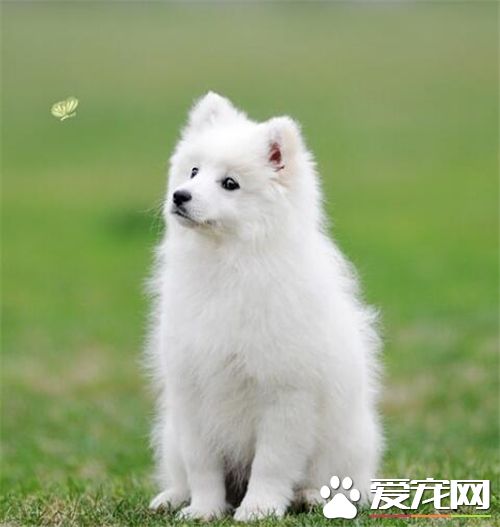 銀狐犬怎麼訓練上廁所 觀察它的排洩習慣