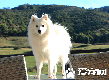 銀狐犬怎麼訓練上廁所 觀察它的排洩習慣