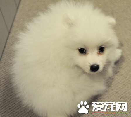銀狐犬智商排第幾 是相對比較新的品種