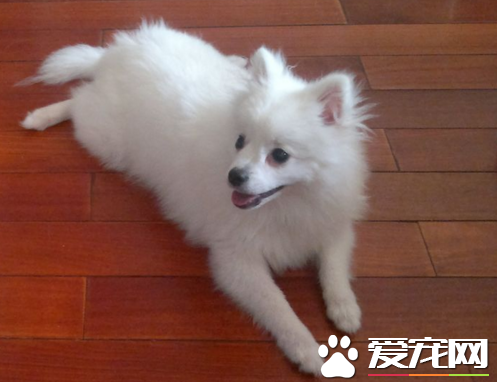 銀狐犬怎麼訓練上廁所 觀察它的排洩習慣