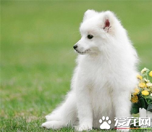 銀狐犬最愛吃什麼 銀狐犬的飲食習慣