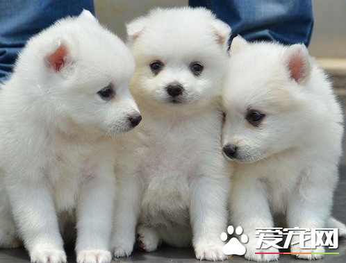 銀狐犬最愛吃什麼 銀狐犬的飲食習慣