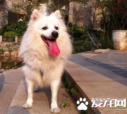 銀狐犬最愛吃什麼 銀狐犬的飲食習慣