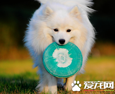 銀狐犬是小型犬嗎 銀狐犬的體貌特征