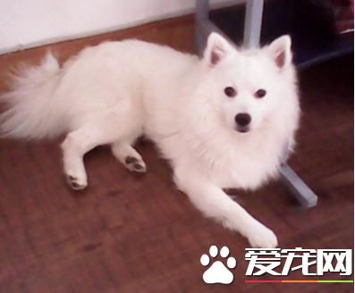 銀狐犬是小型犬嗎 銀狐犬的體貌特征