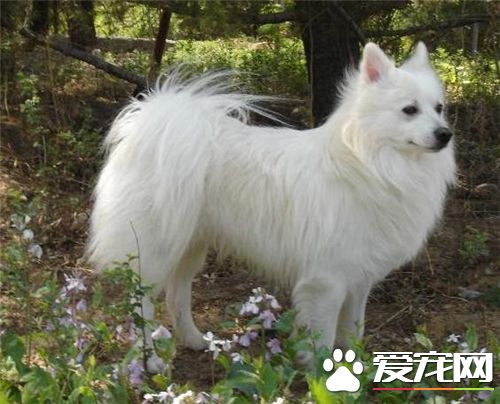 銀狐犬幾歲脫牙 出生後3—5周小狗長牙