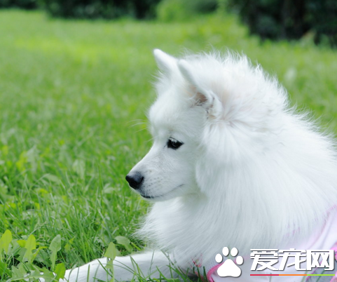 銀狐犬幾歲脫牙 出生後3—5周小狗長牙