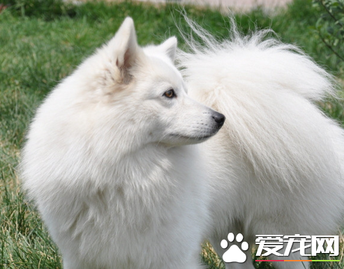 銀狐犬幾歲脫牙 出生後3—5周小狗長牙