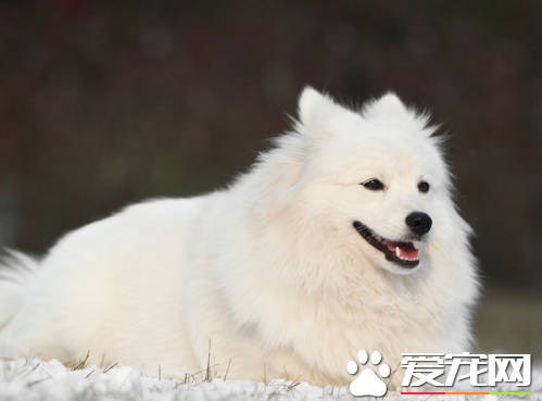 銀狐犬什麼價格 一般在1400-4000左右