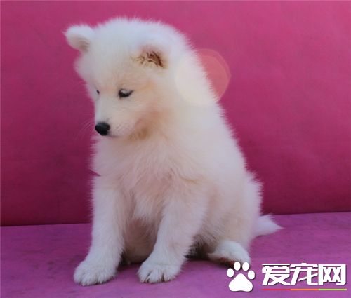 銀狐犬挑食 對其原因以及解決辦法