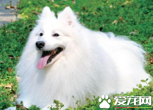 銀狐犬挑食 對其原因以及解決辦法