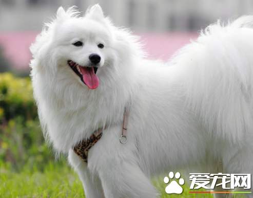 銀狐犬挑食 對其原因以及解決辦法