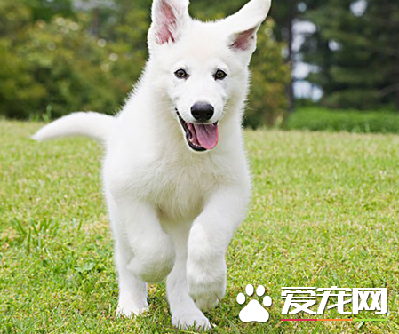 銀狐犬飼養 食物的氣味也很重要