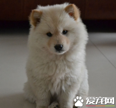 銀狐犬飼養 食物的氣味也很重要