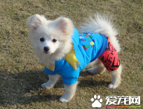 銀狐犬智商高嗎 理解能力非常強