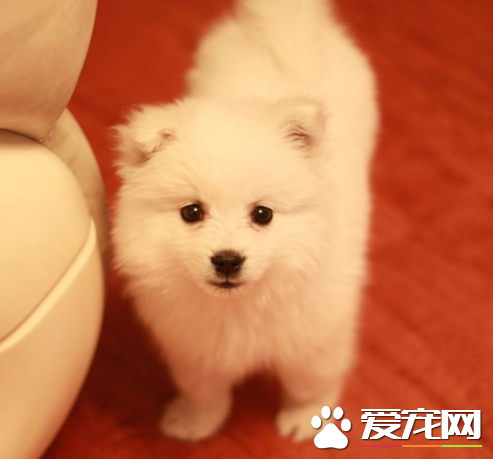 銀狐犬智商高嗎 理解能力非常強