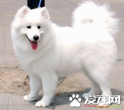 銀狐犬的生活的習性 其學習能力都很強