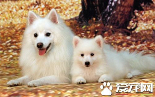 銀狐犬的生活的習性 其學習能力都很強