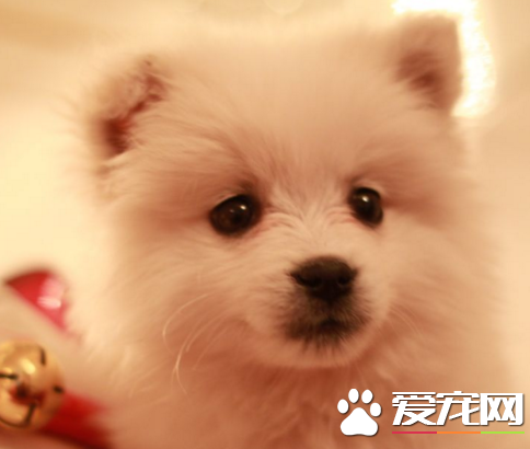銀狐犬的生活的習性 其學習能力都很強