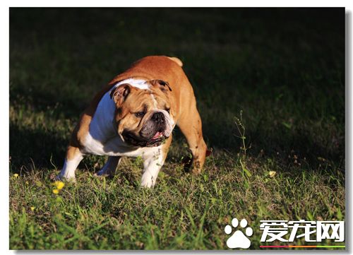 英國斗牛犬的飼養方法 性情平靜溫和