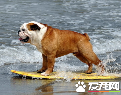 英國斗牛犬的飼養方法 性情平靜溫和