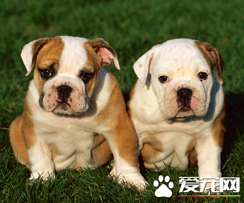 英國斗牛犬的飼養方法 性情平靜溫和