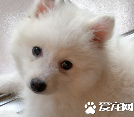 銀狐犬能看家嗎 銀狐犬的日常養護