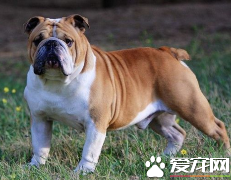 英國斗牛犬聰明嗎 智商排名還算可以