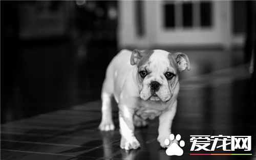 英國斗牛犬打架不 對人類友善的一種狗