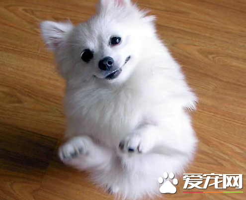 銀狐犬能看家嗎 銀狐犬的日常養護