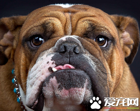 英國斗牛犬打架不 對人類友善的一種狗