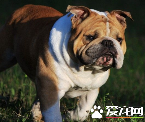 英國斗牛犬打架不 對人類友善的一種狗