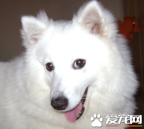 銀狐犬資料 又名日本絲(絨)毛犬