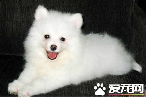銀狐犬資料 又名日本絲(絨)毛犬